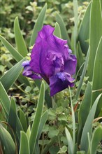 Dwarf Bearded iris