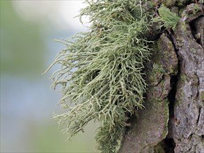 Lichens on a european larch