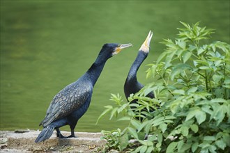 Great cormorants