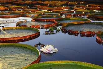 Leaves of the amazon water lily