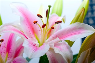 Pink lily flower bunch bouquet over white copyspace