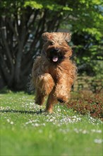 Briard jumping