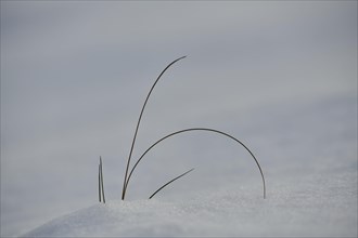 Blades of grass growing out of the snow