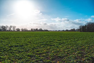 Field with winter rape