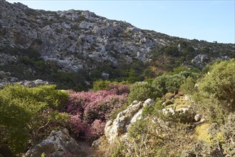 Spring in Crete