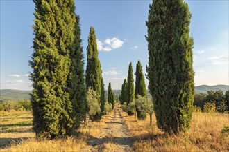 Cypress avenue in the vineyards