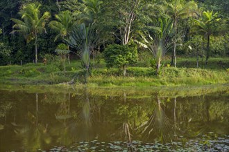 Palm trees reflected in the lake below Laguna del Lagarto Eco-Lodge