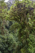 Rainforest in Selvatura Park seen from a suspension bridge
