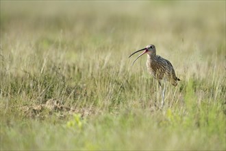 Curlew