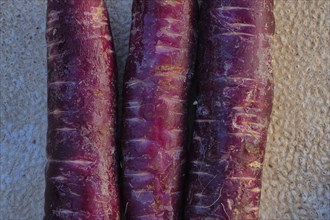 Variety of carrots with wine-red colouring