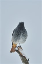 Black redstart