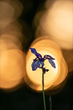 Siberian iris
