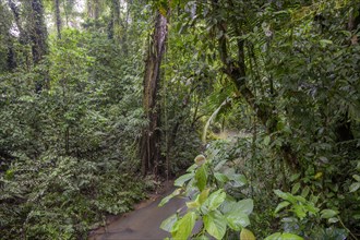 Rainforest by a stream