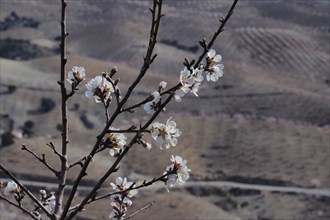 Flowering branch of almond tree