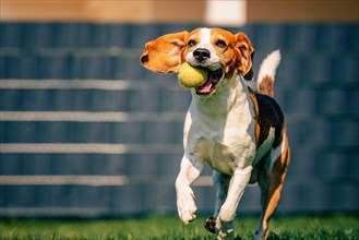Beagle dog fun in backyard