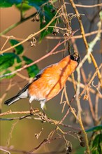 Eurasian Bullfinch