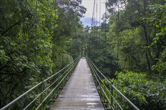 Suspension bridge over the Rio Puerto Viejo