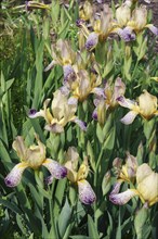 Variegated Sweet iris