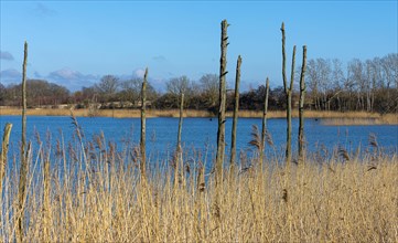 Nature reserve at the Mellnitz Ueselitzer Wiek on Ruegen