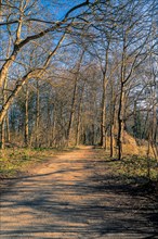 Hiking trail through an avenue at the Annateich in Hanover Kleefeld at sunrise