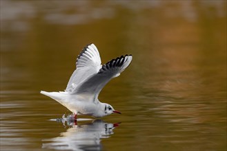 A black-headed gull making a belly landing