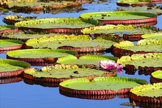 Pond with amazon water lily