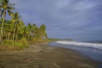 Beach with palm trees and waves near Junquillal