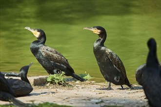 Great cormorants