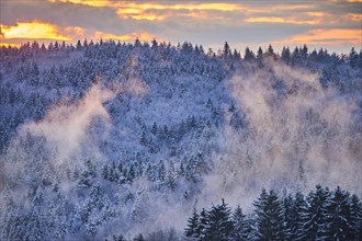 Colored Fog above a Norway spruce