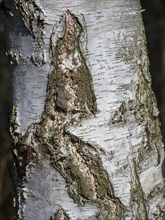Bark of a warty birch