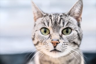 Portrait of a European shorthaired felidae