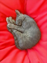 Grey cat sleeping on red sofa cushion