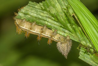 Butterfly caterpillar of a moth