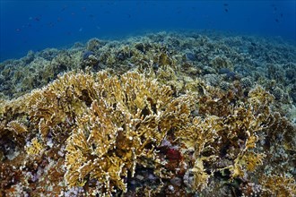 Reef top densely covered with Red Sea net fire coral