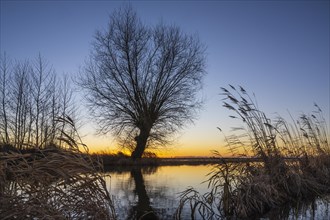 Pollarded willows in winter landscape at the Duemmer at sunset