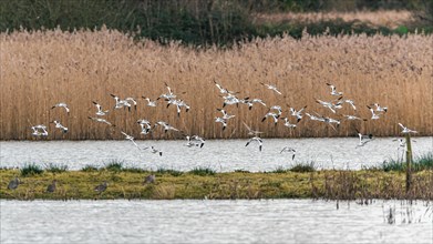 Pied Avocets and Eurasian Wigeons in a flight over Marshland
