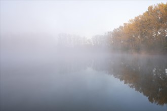 Morning fog and autumn coloured poplars
