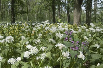 Mass stand of ramsons