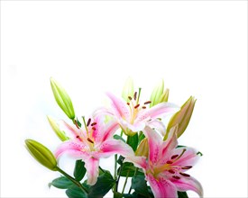 Pink lily flower bunch bouquet over white copyspace