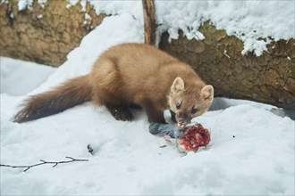 European pine marten