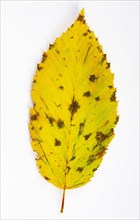 Autumnal discoloured elm leaf