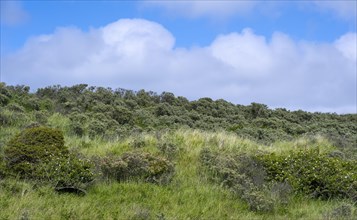 Overgrown dune landscape