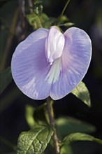 Spurred butterfly pea