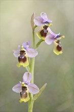 Sawfly orchid