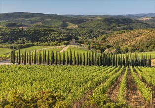 Vineyards near Radda in Chianti