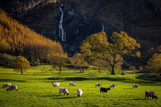 Waterfall and sheep in autumn landscape
