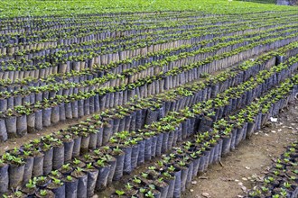 Seedlings for coffee cultivation