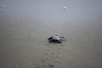 Newly hatched olive ridley sea turtle