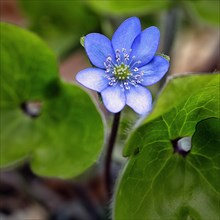Flowering liverwort