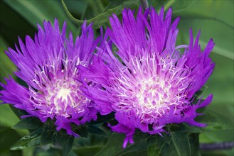 Stockesia